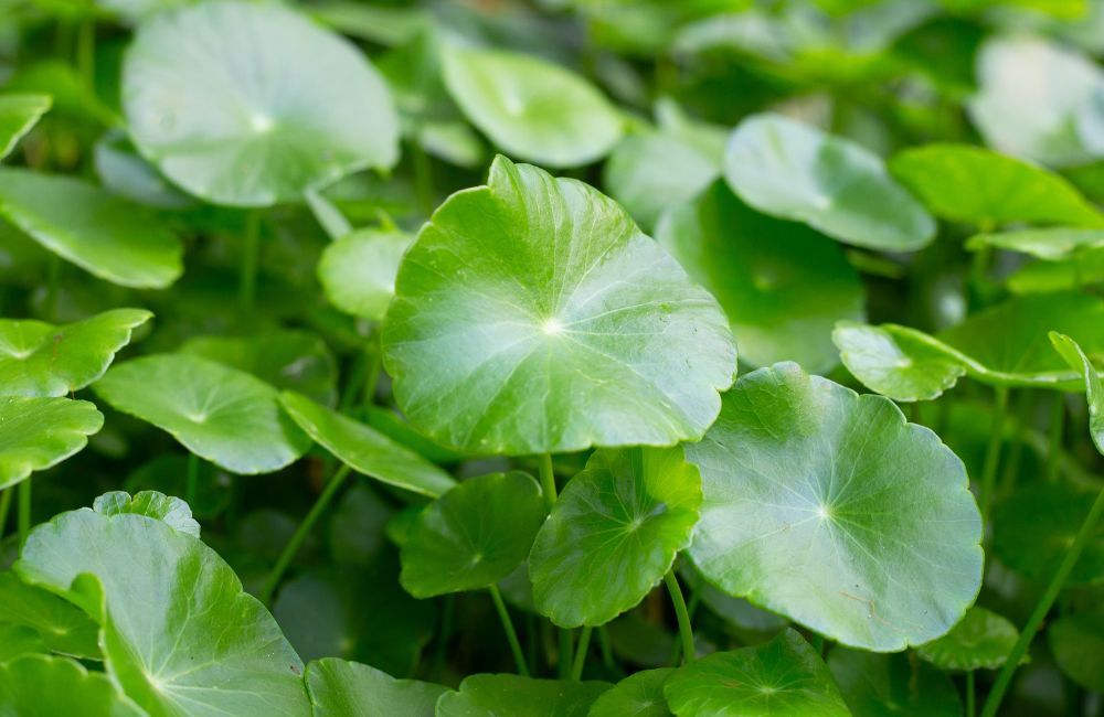 centella asiatica