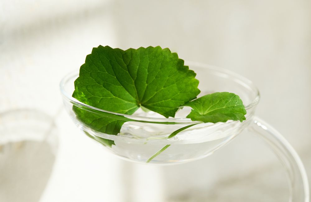 centella asiatica